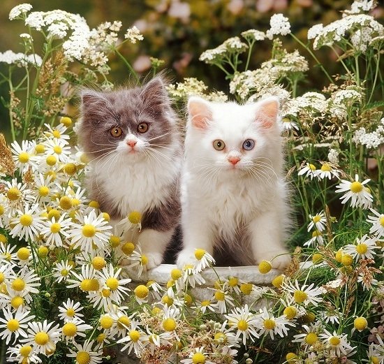  Cute Kittens