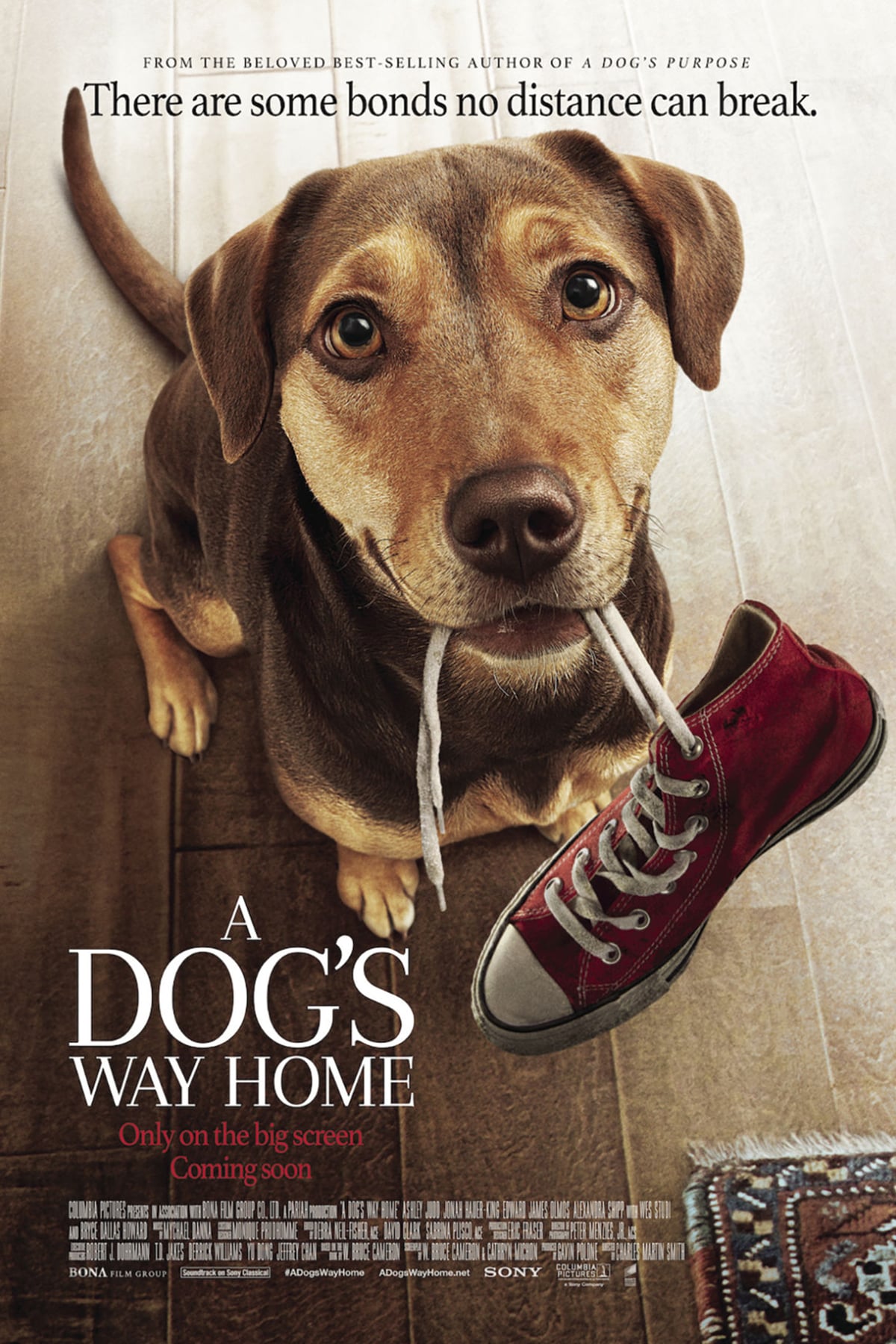 A Dog's Way Home Picture
