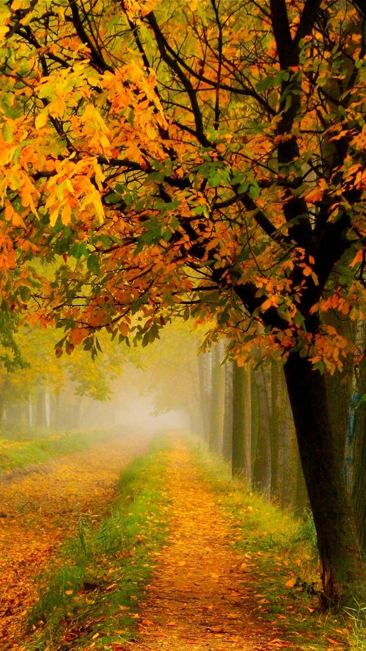 Autumn Road - Image Abyss