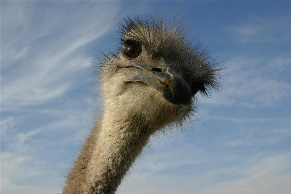 Ostrich Picture - Image Abyss