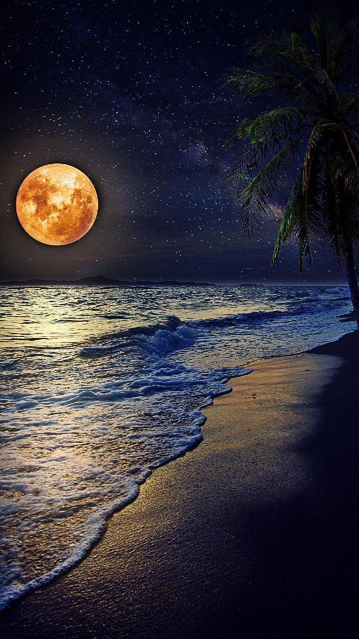 Full Moon over Tropical Beach - Image Abyss