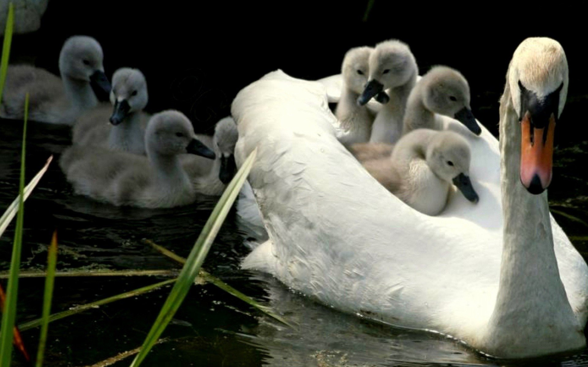 Swan and her cygnets