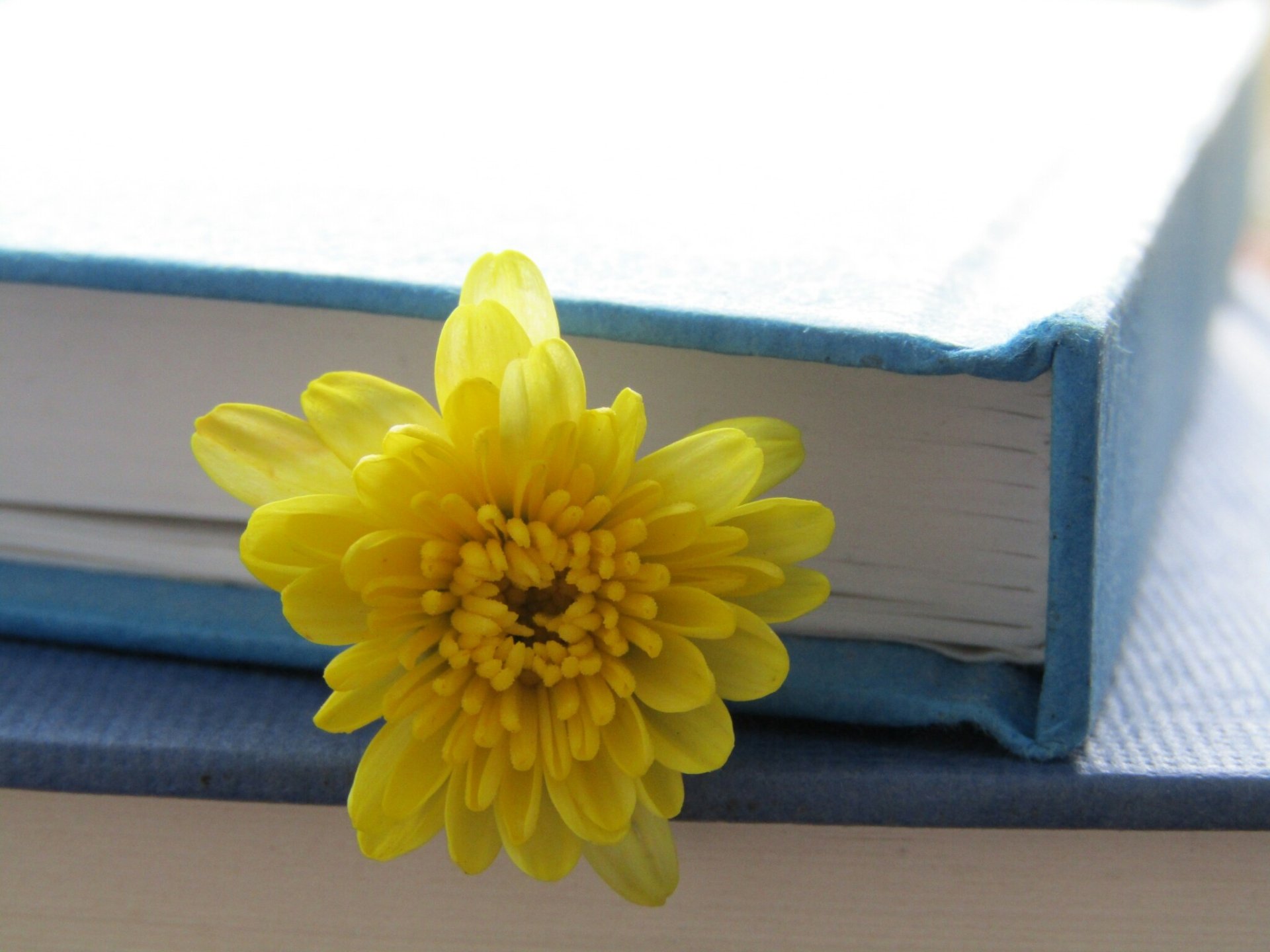 A close-up of a blue book with a vibrant yellow flower resting against its spine, blending elements of nature and literature beautifully.