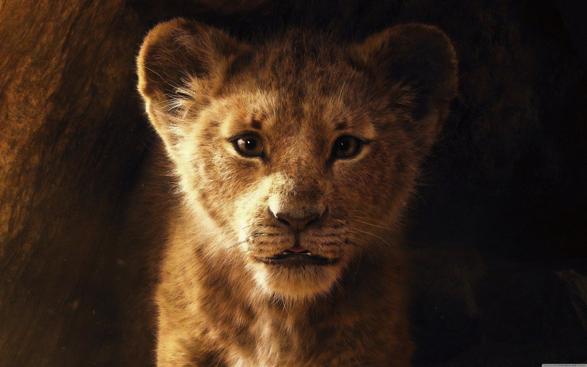  Lion Cub