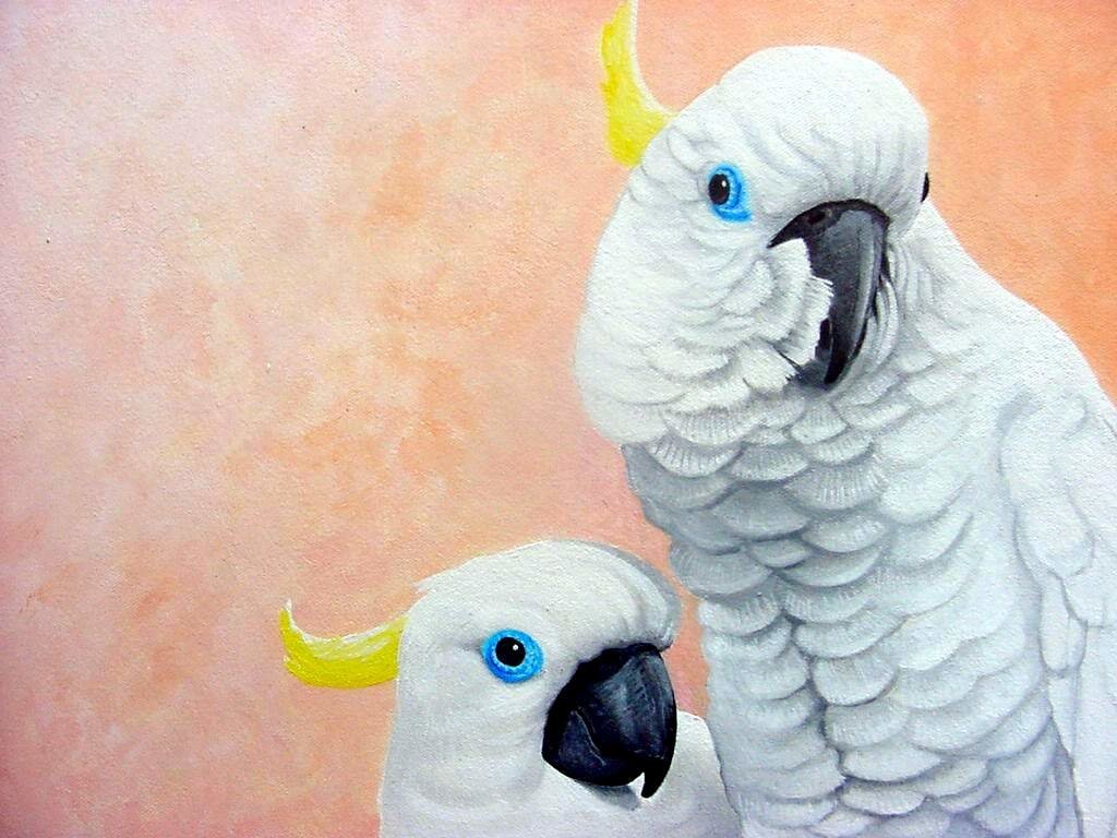 Two white cockatoos with striking blue eyes and yellow crests stand against a soft pink background.