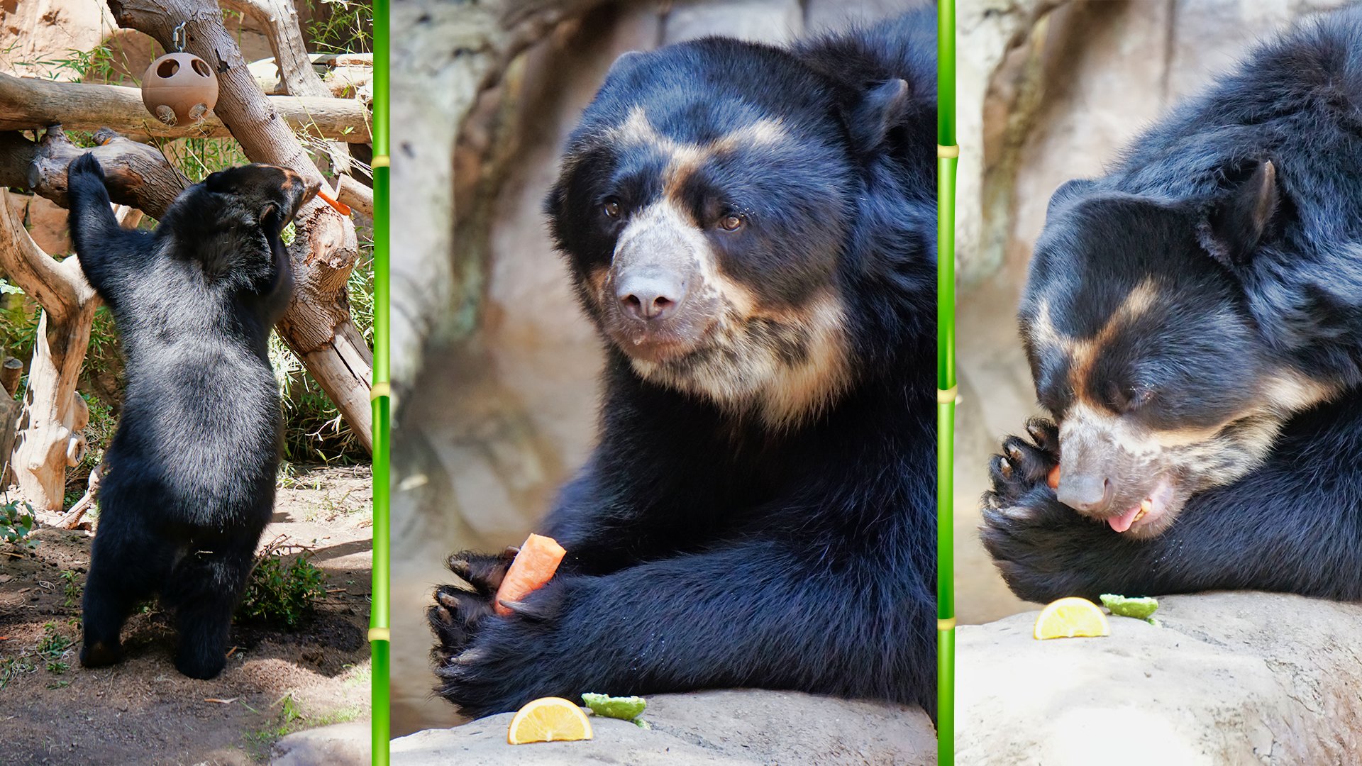  Andean (Spectacled) Bear