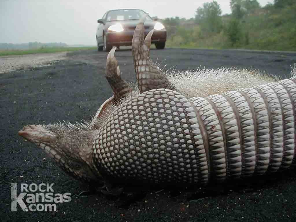 car Animal armadillo Image