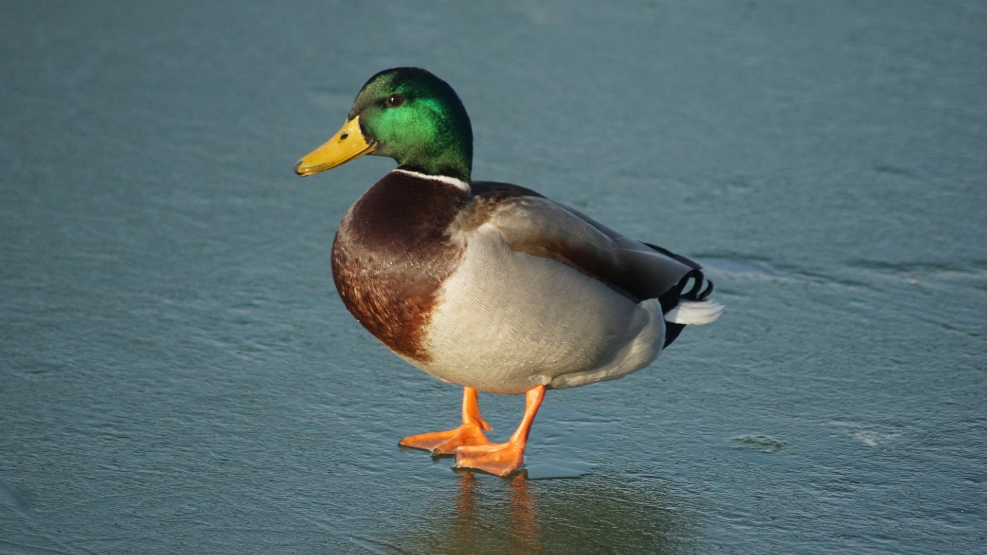 Animal Mallard Birds Ducks Duck Image. 