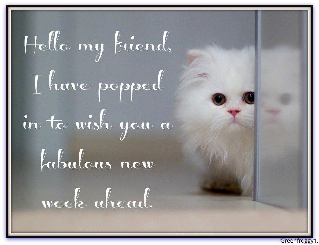 Greeting card (Misc, comment): white fluffy kitten peeks around a corner beside script reading Hello my friend, I have popped in to wish you a fabulous new week ahead.
