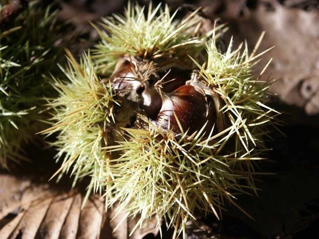 chestnut close-up nature Image