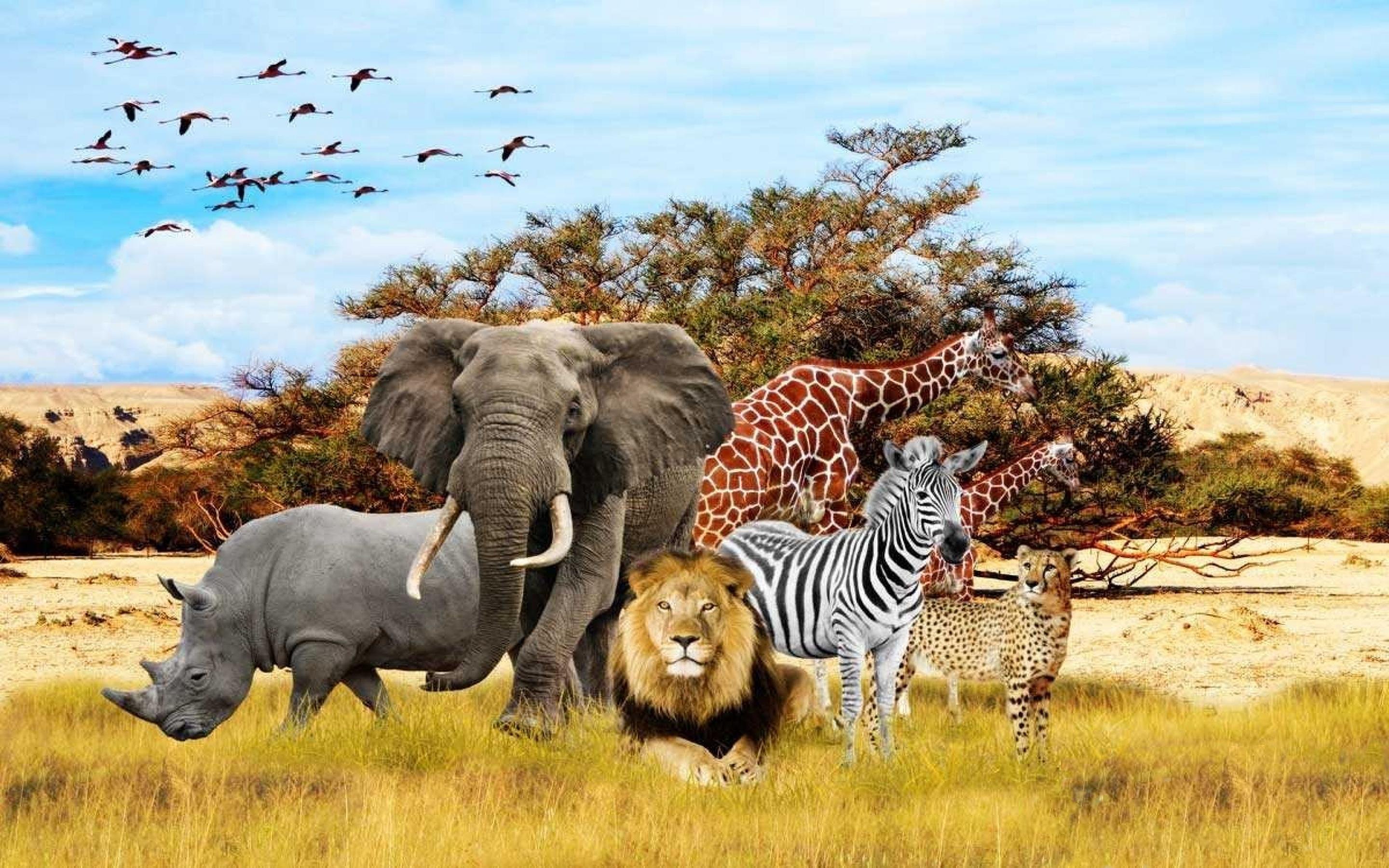 В мире живут дикие. Животные Африки. Животные саванны. Животные сафари. Дикие животные Африки.