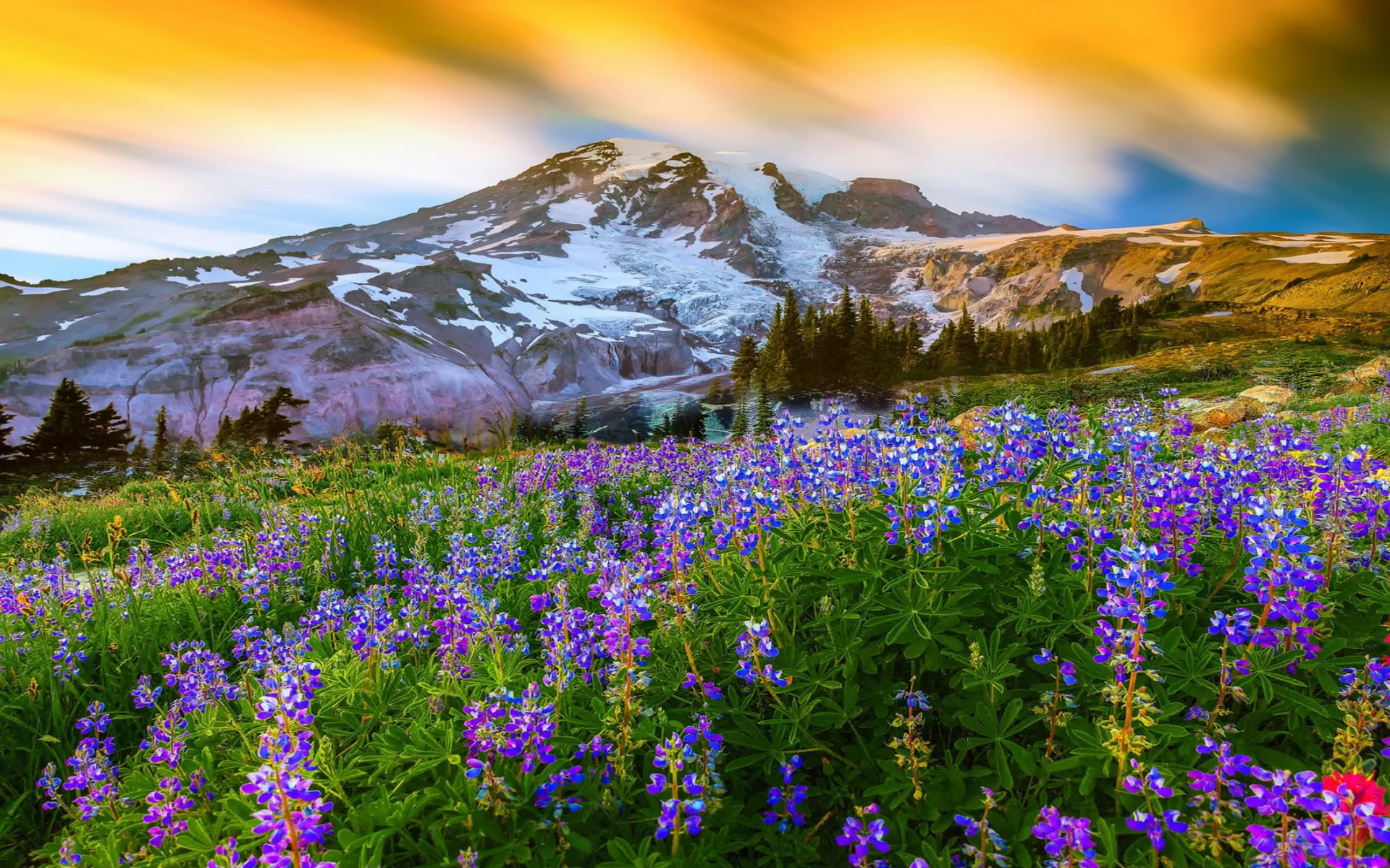 Spring Flowers in the Mountains Image - ID: 236908 - Image Abyss