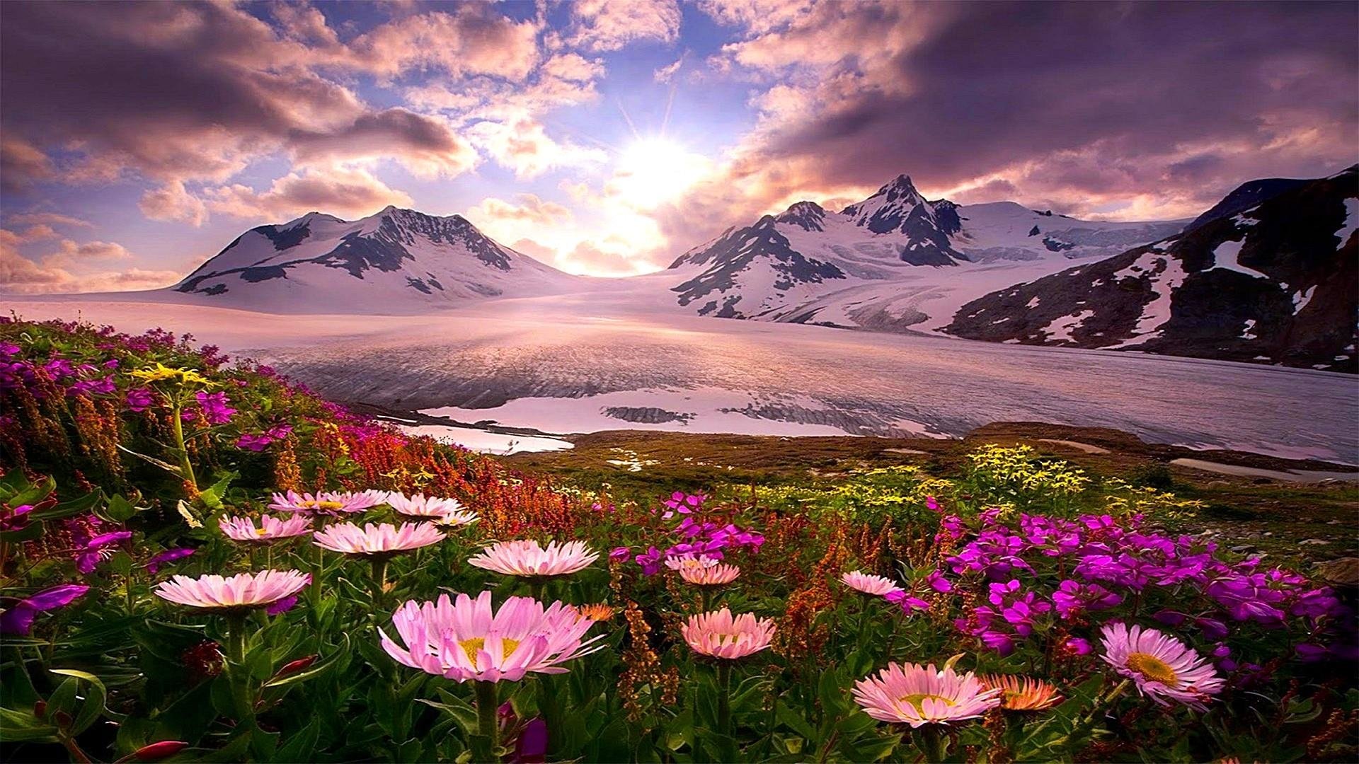 Spring Flowers in Alaska - Image Abyss