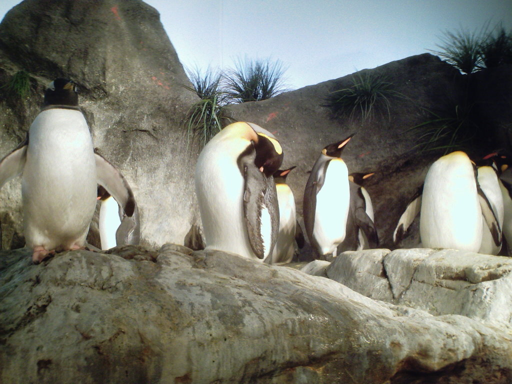 Penguins at Zoo