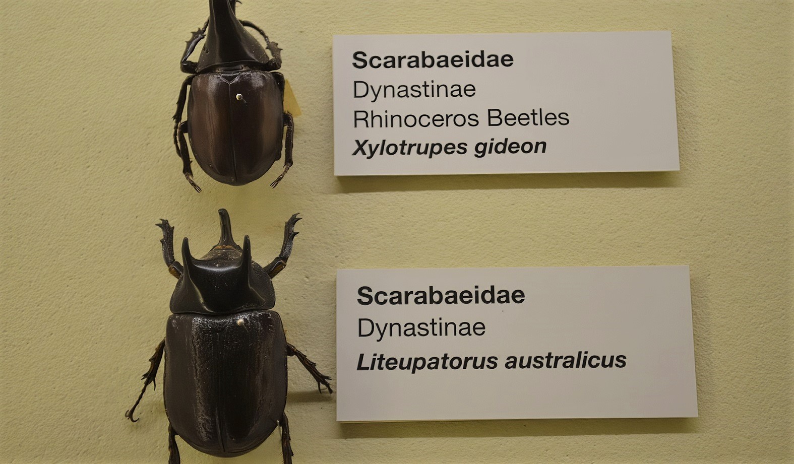 Rhinoceros Beetle, Museum of Brisbane by lonewolf6738