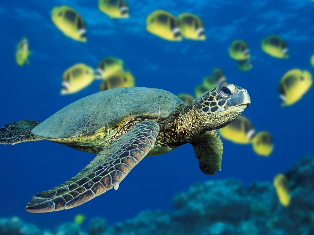 A sea turtle gracefully swims through clear blue water, surrounded by a school of vibrant yellow fish, showcasing the beauty of marine life.