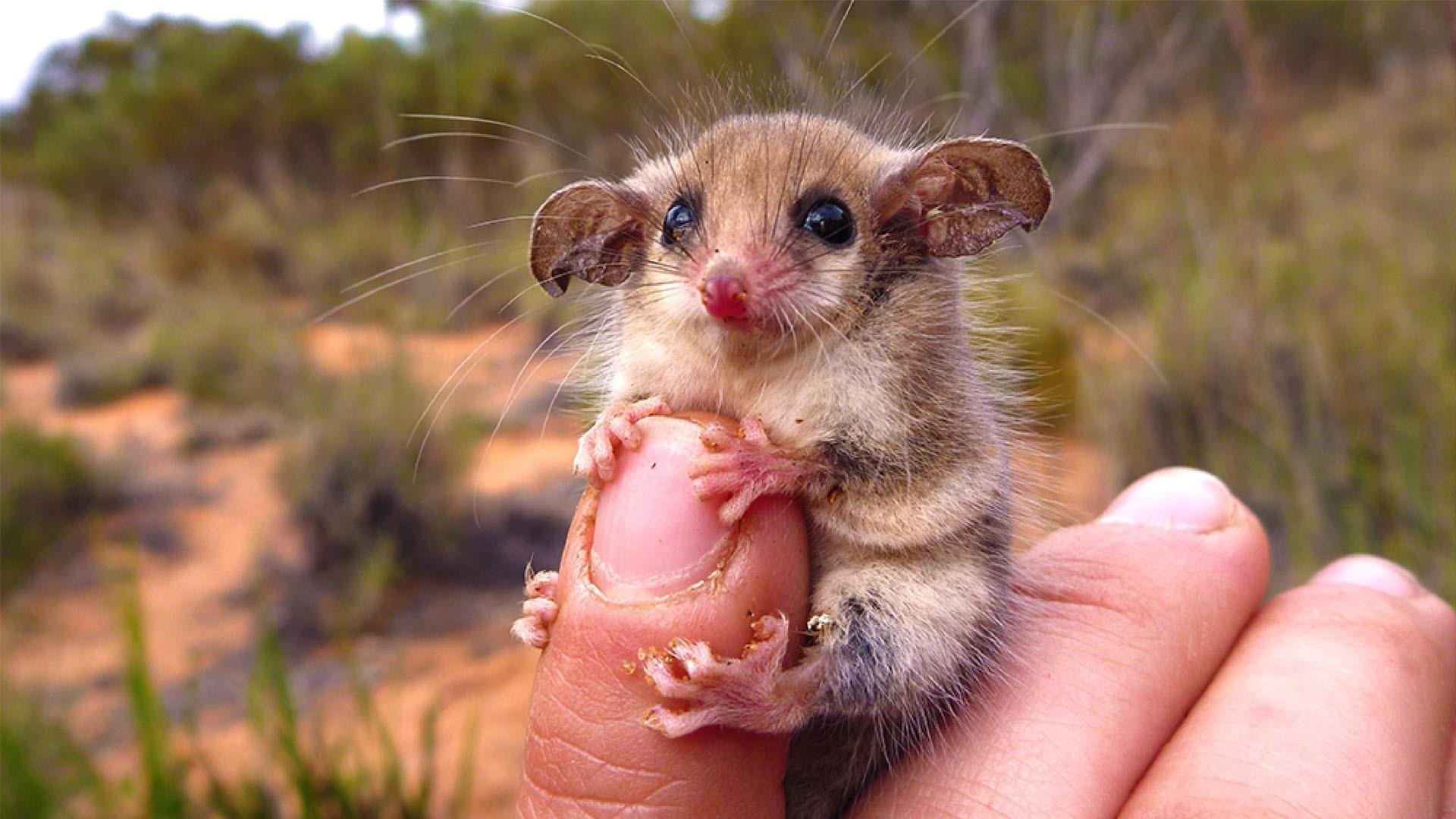 the-adorable-western-pygmy-possum-image-id-237153-image-abyss