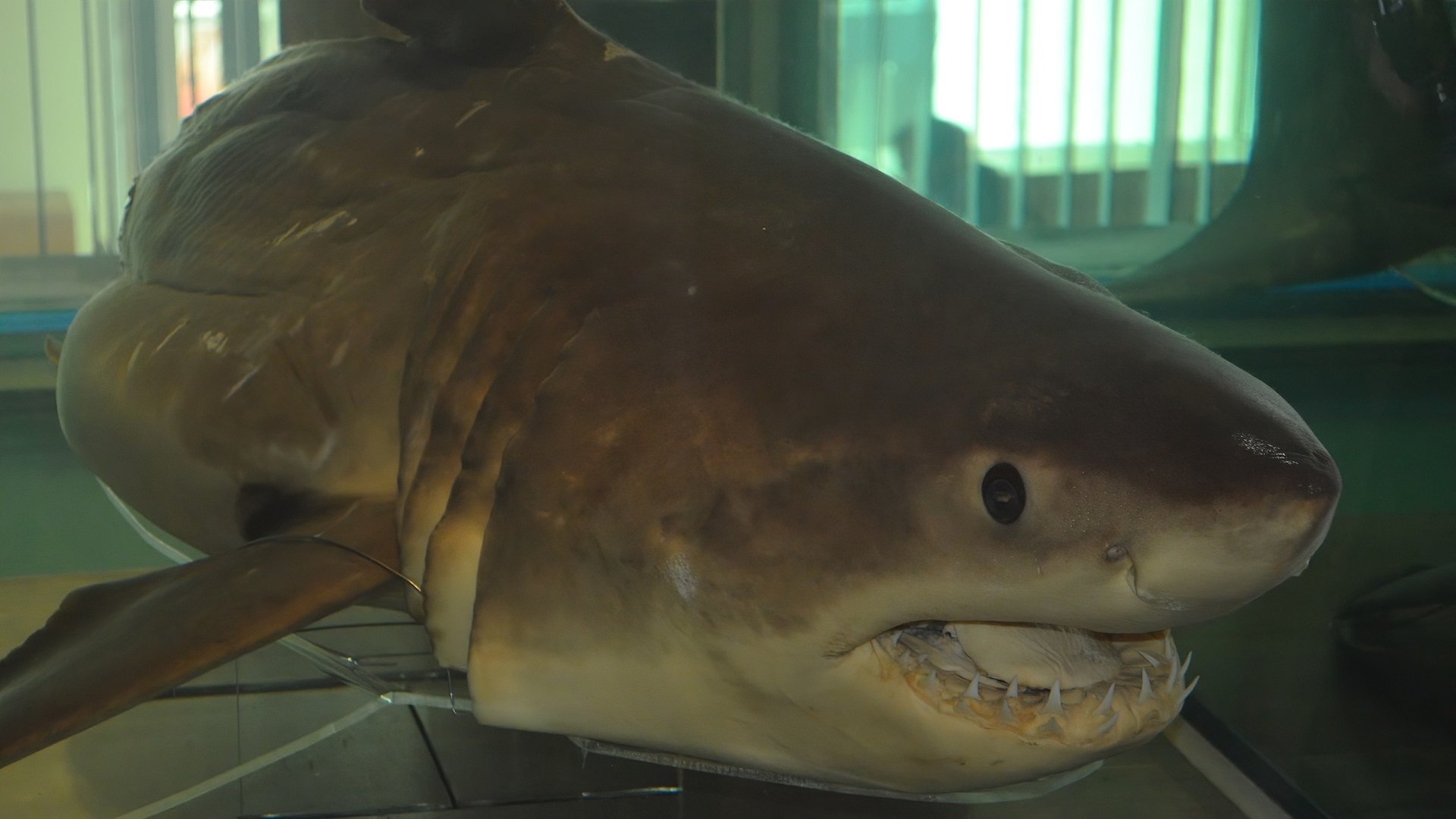  Great white shark (carcharodon carcharias), Museum of Brisbane
