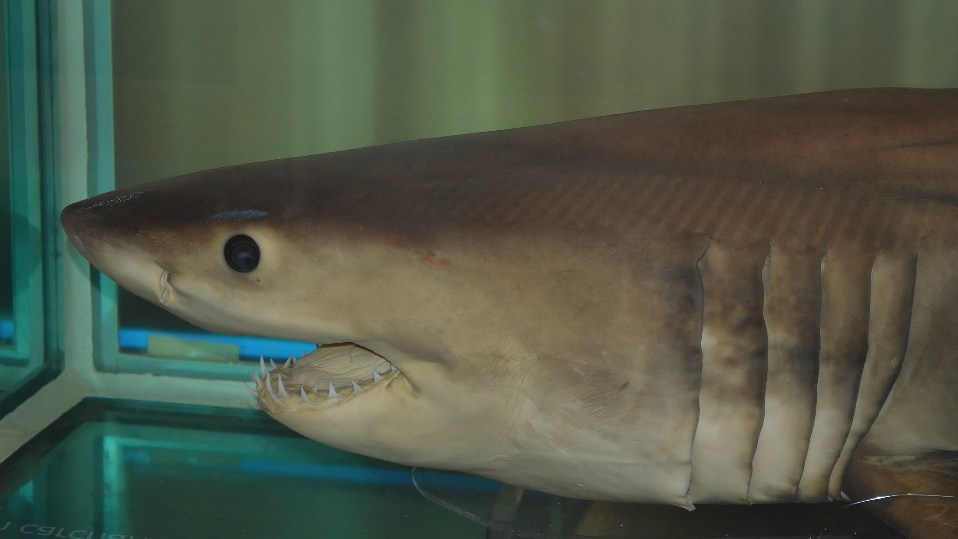  Great white shark (carcharodon carcharias), Museum of Brisbane