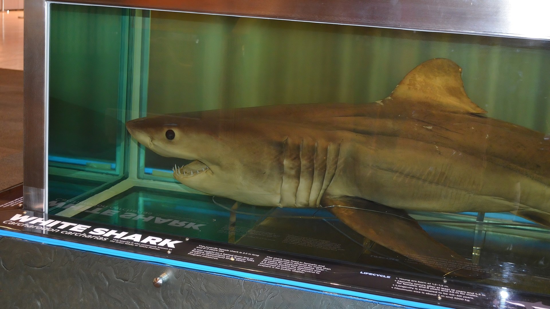  Great white shark (carcharodon carcharias), Museum of Brisbane