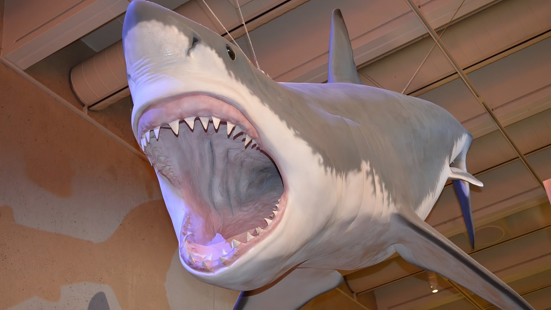  Great white shark hanging from the rafters at the Museum of Brisbane