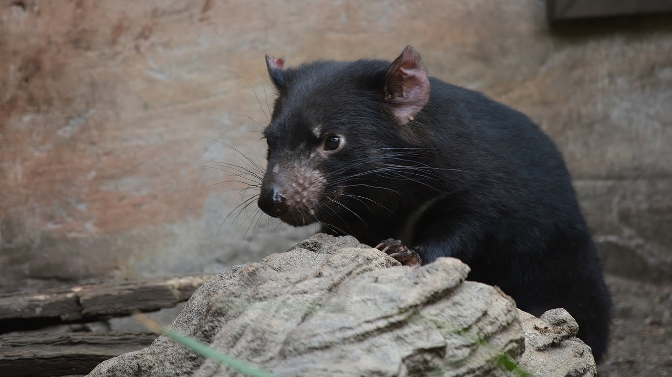  Tasmanian devil a carnivorous marsupial