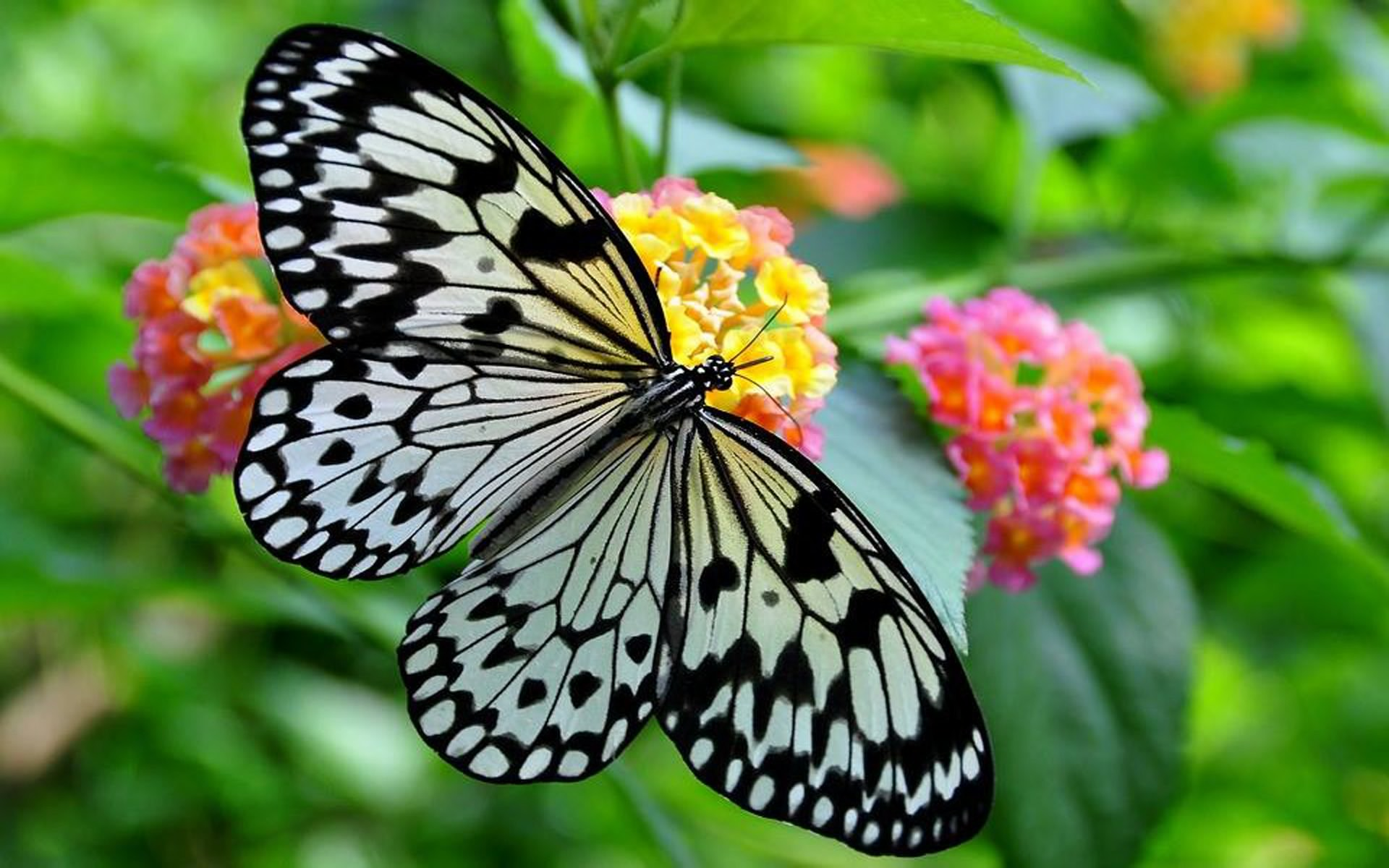 Black And White Butterfly Image Abyss 