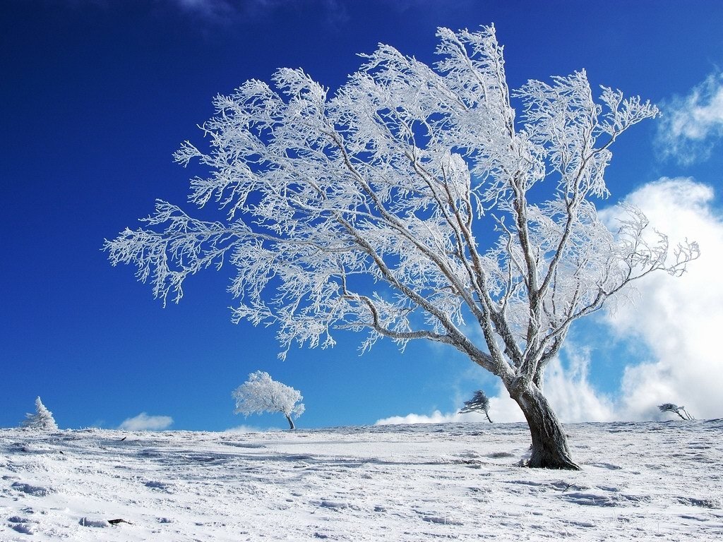 A solitary, snow-covered tree stands against a clear blue sky, surrounded by a winter landscape, showcasing the beauty of nature in a serene season.