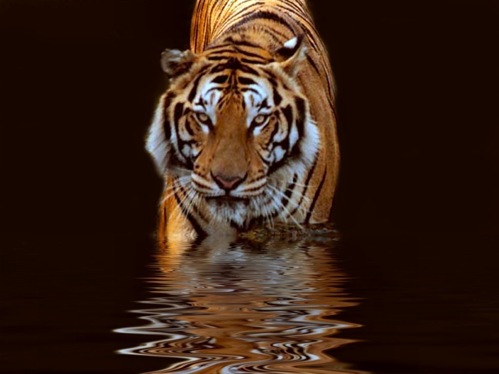 Animal tiger Image