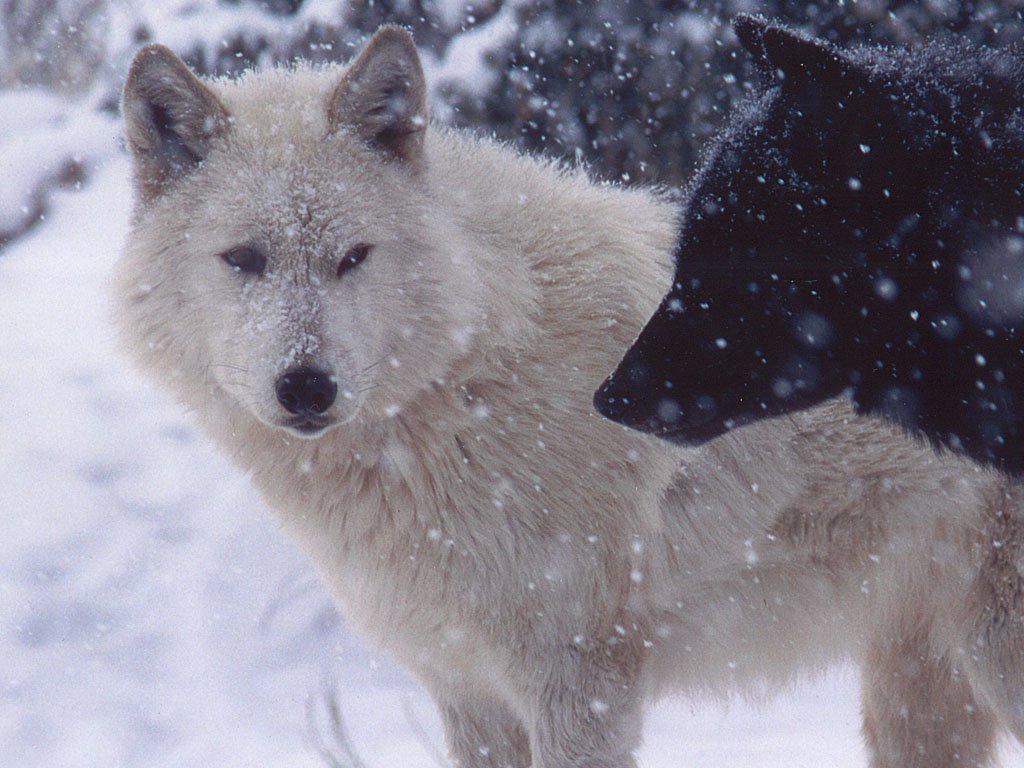 Two wolves stand in a snowy landscape, one is a white wolf and the other is black, both surrounded by gentle falling snowflakes.