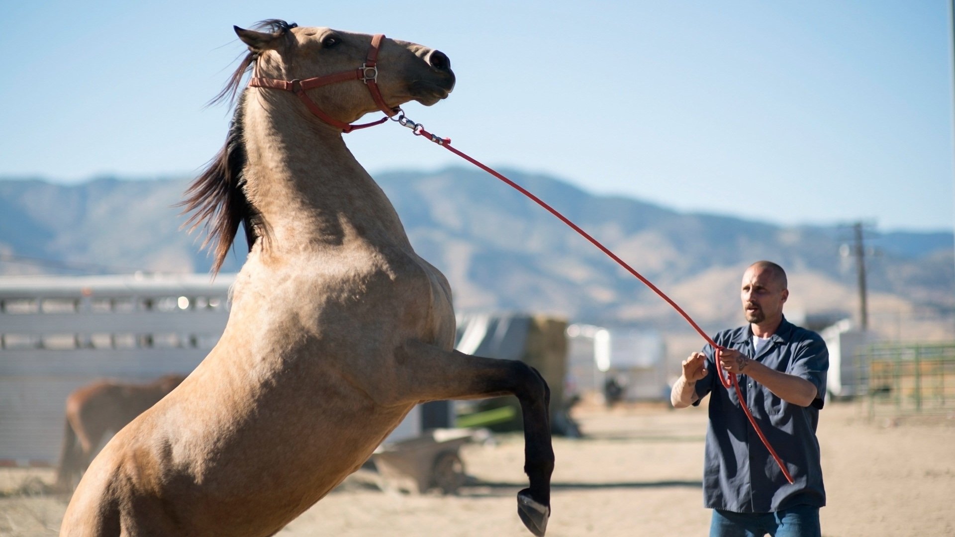 movie The Mustang Image