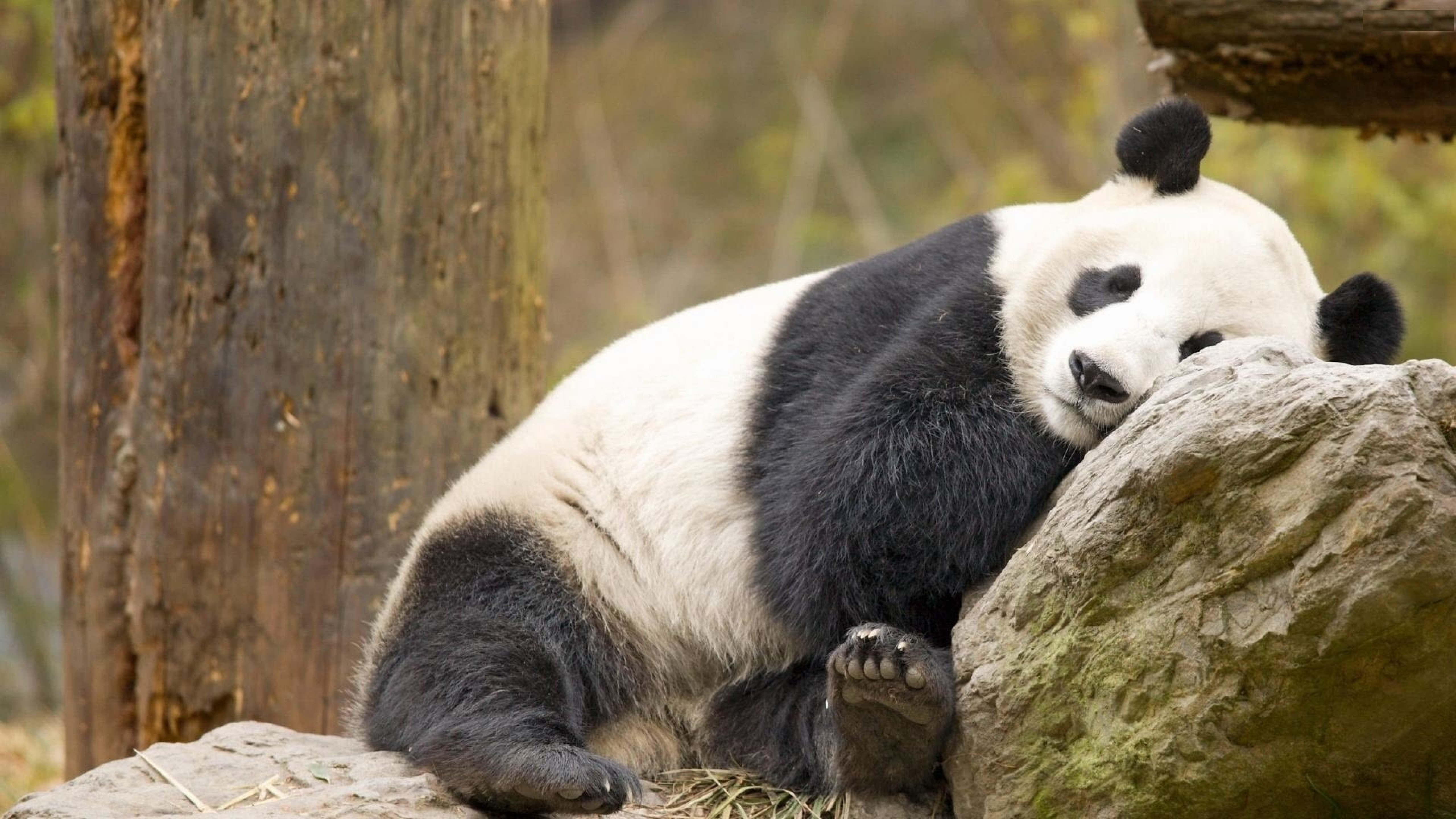Включи где панда. Панда. Панда бамбуковый медведь. Большие панды. Смешная Панда.