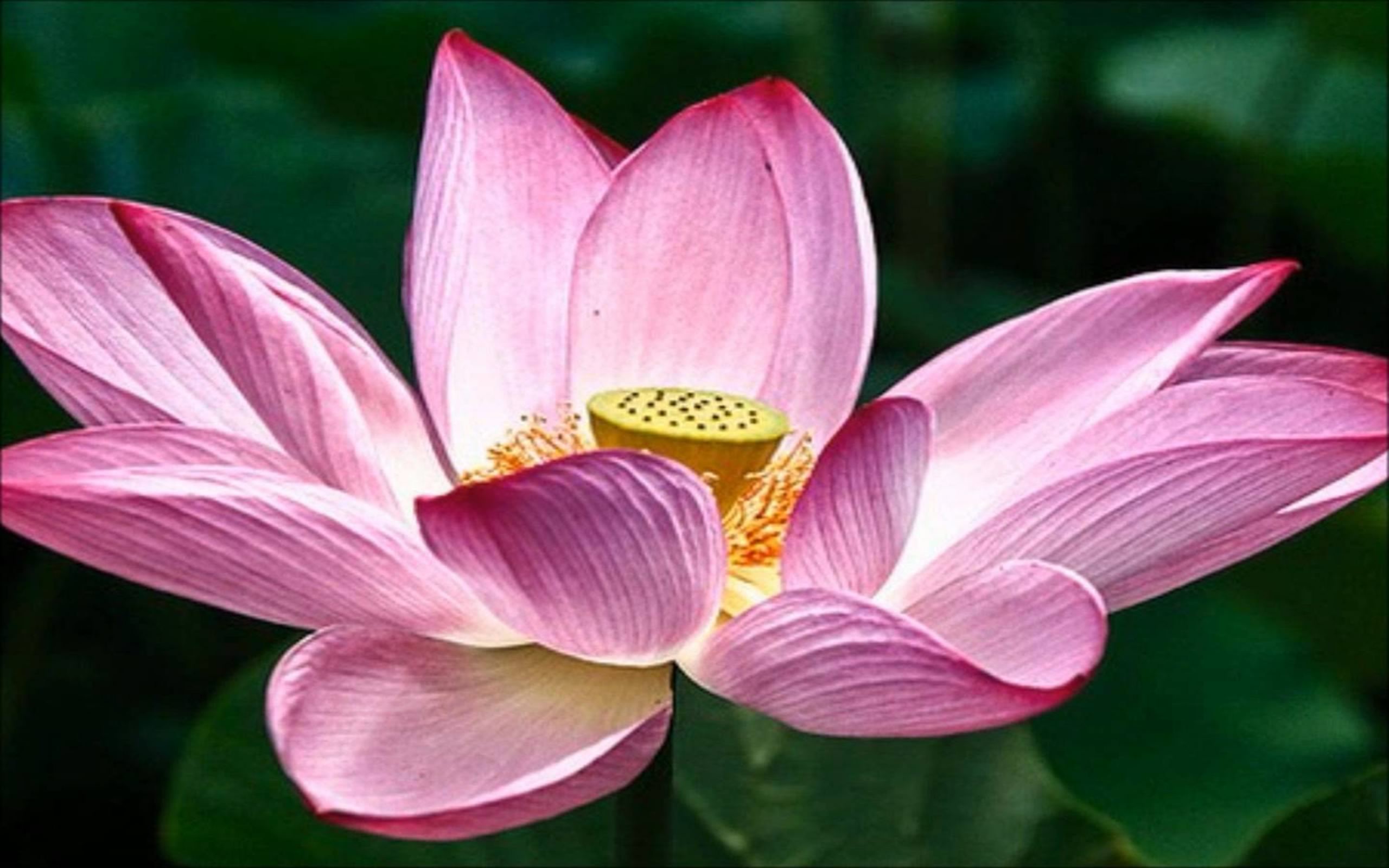 Pink Lotus Ep
