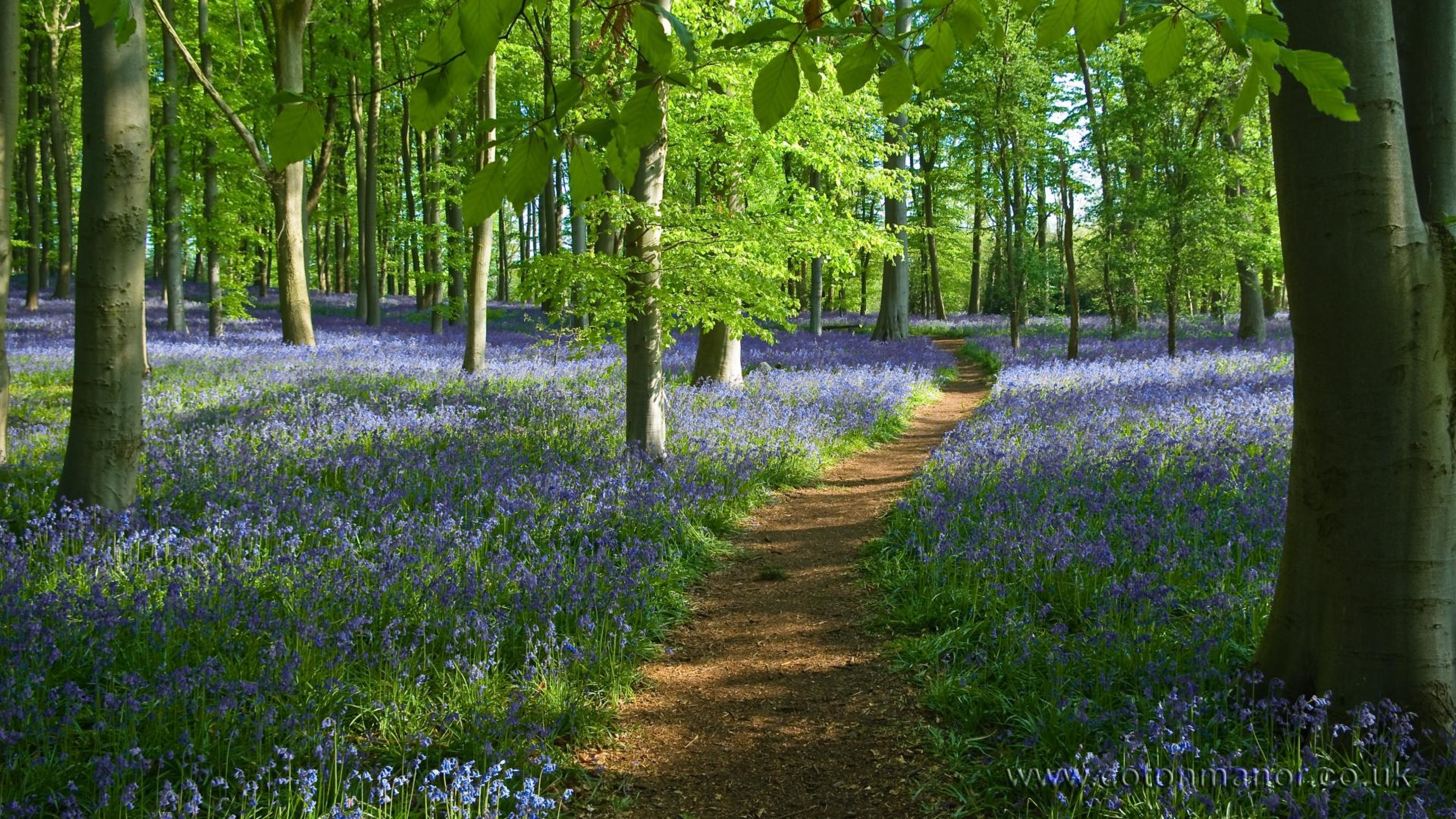 Bluebells in Shady Forest