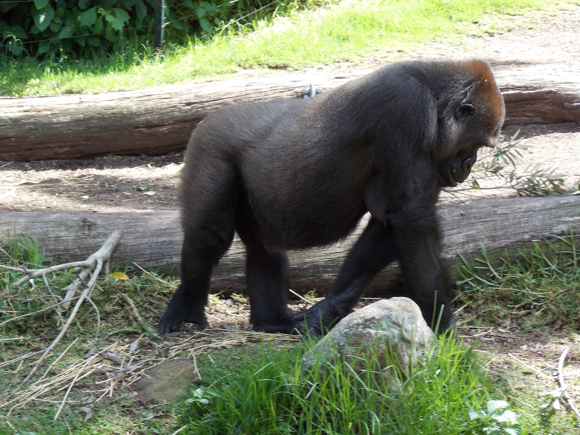  Female Gorilla at Taronga Zoo, Sydney, Australia