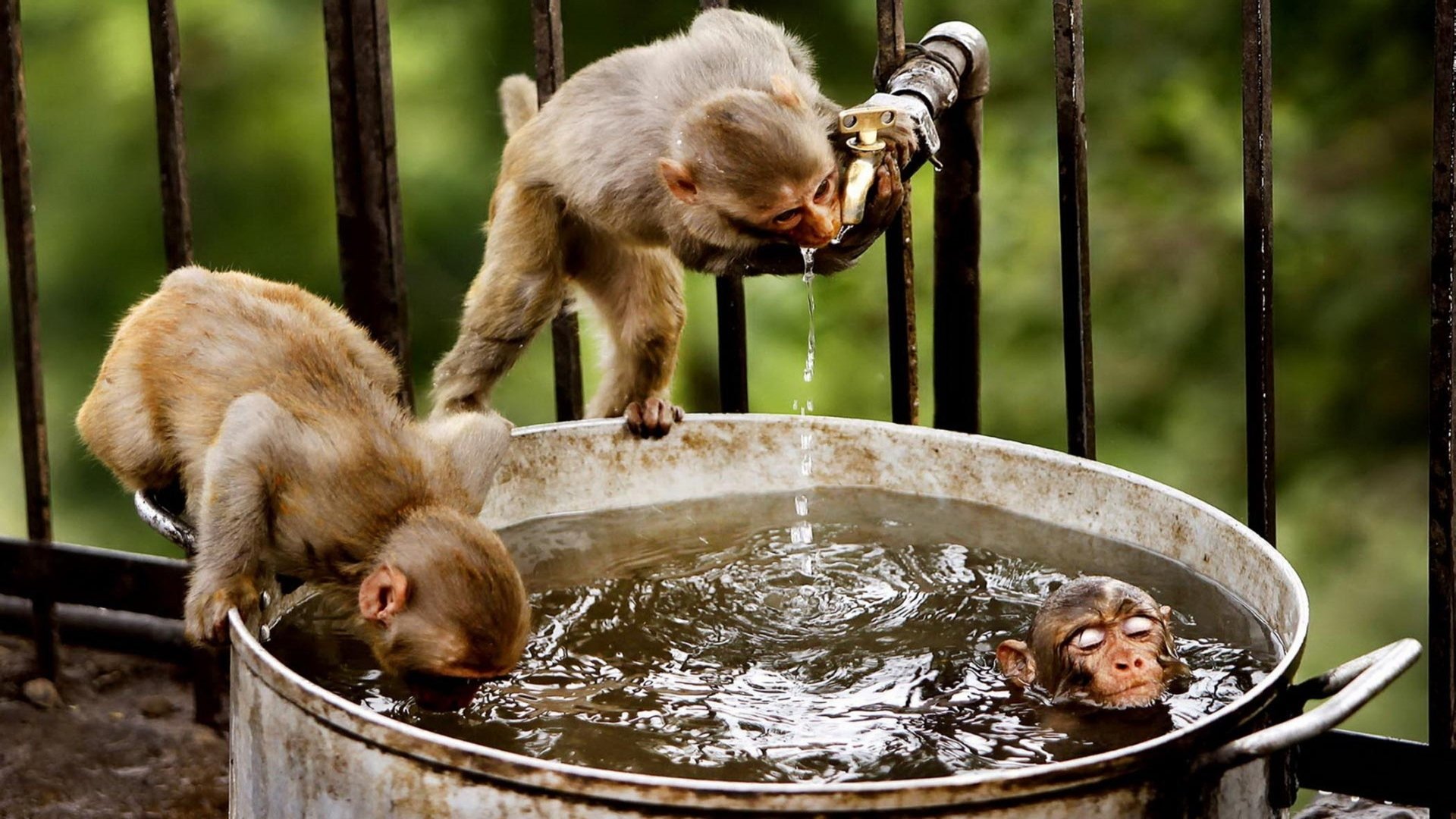  Young Monkeys Playing