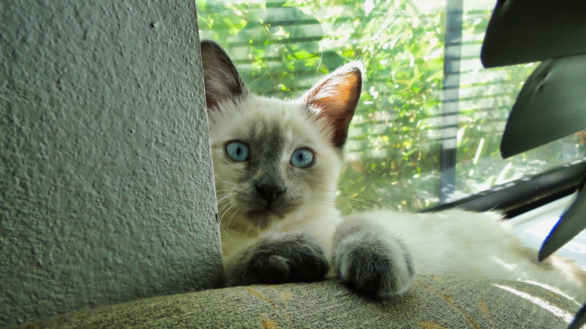  Siamese Kitten