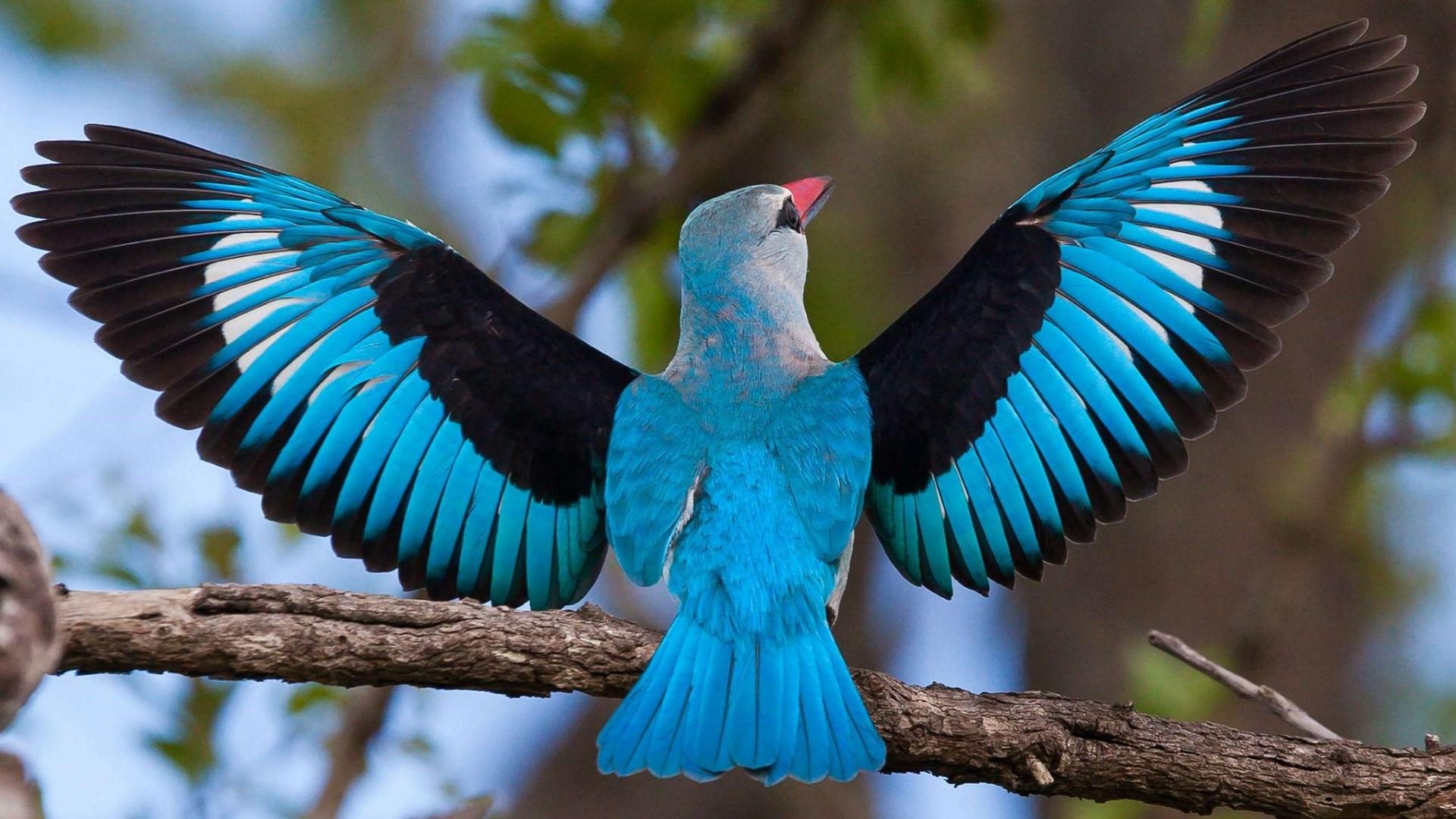 Blue Bird with Wings Spread - Image Abyss