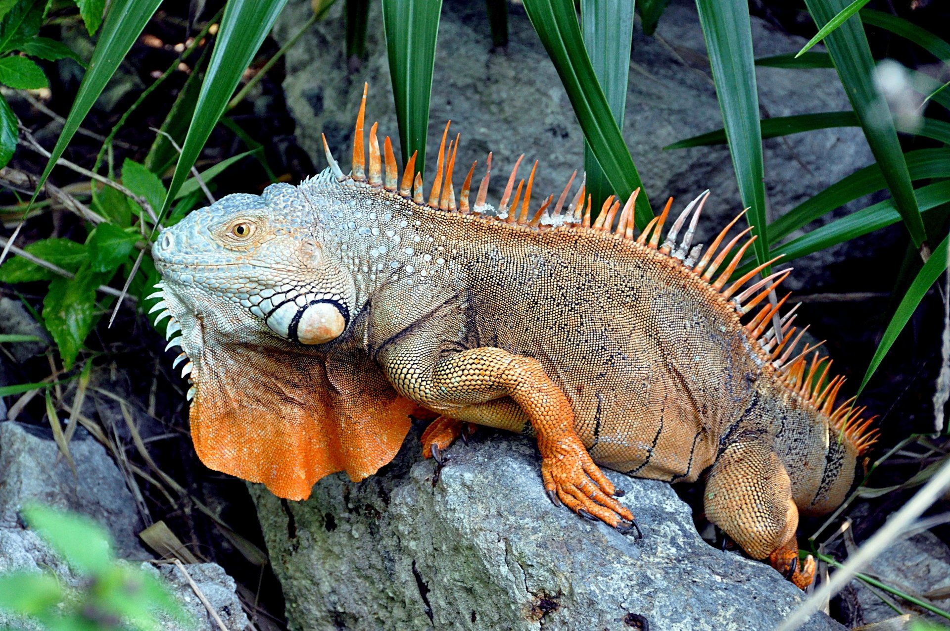 jellycat iguana