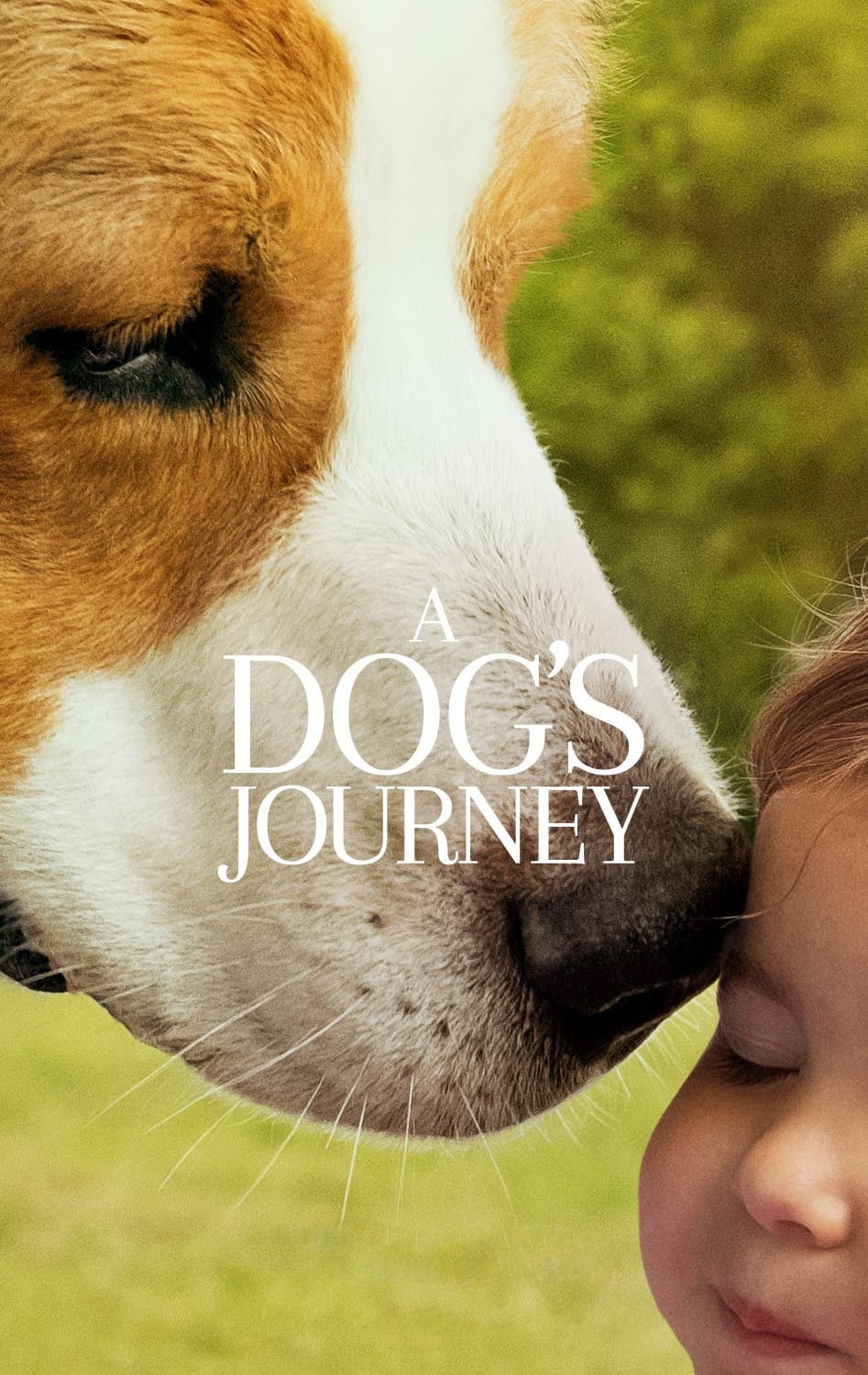 A Dog's Journey Picture