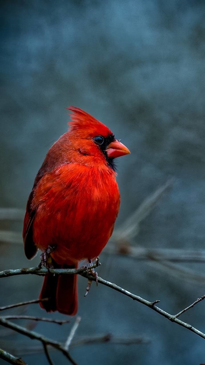 Northern Cardinal Desktop Wallpapers Phone Wallpaper PFP Gifs and
