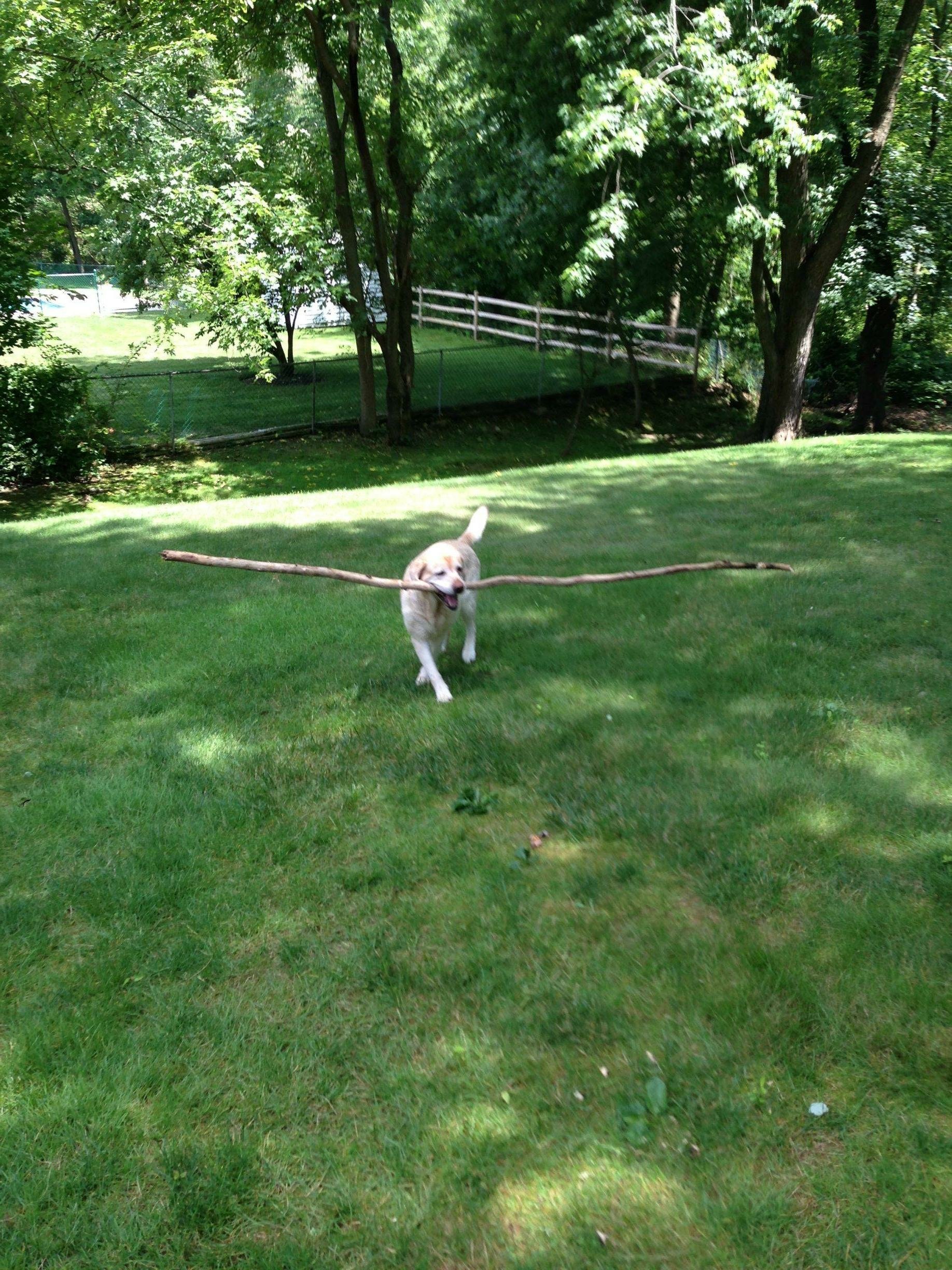 Playful dog dashes across a sunlit lawn carrying a long stick in its mouth.