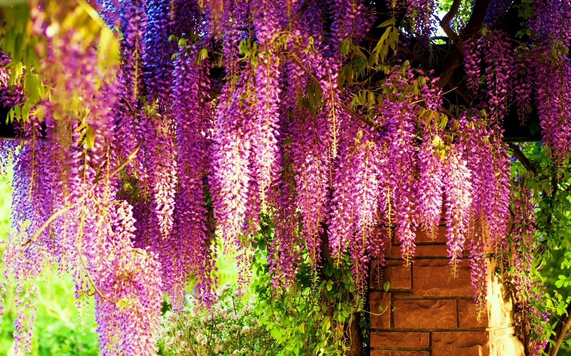 purple flower nature flower wisteria Image