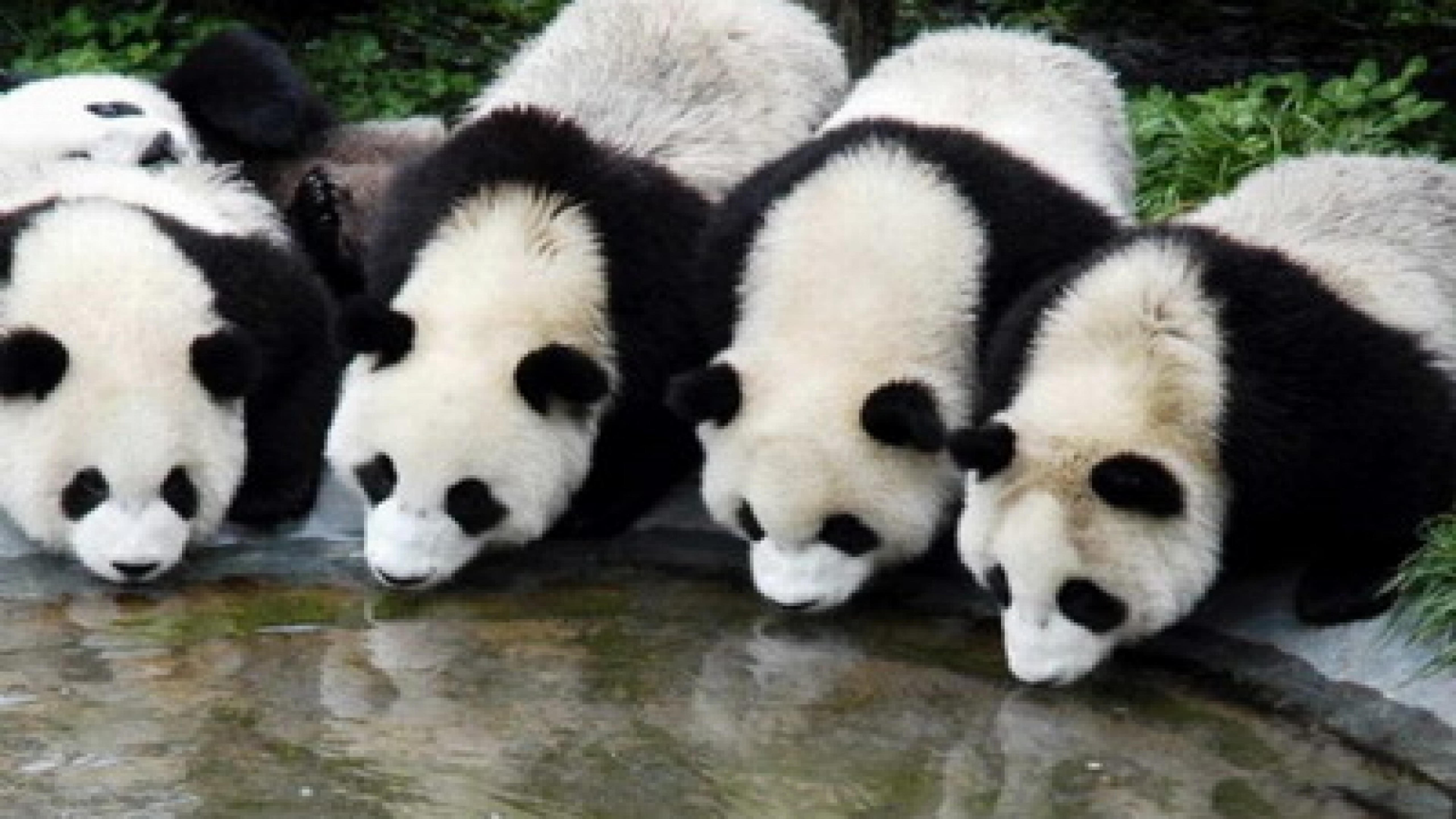 Pandas Drinking Water