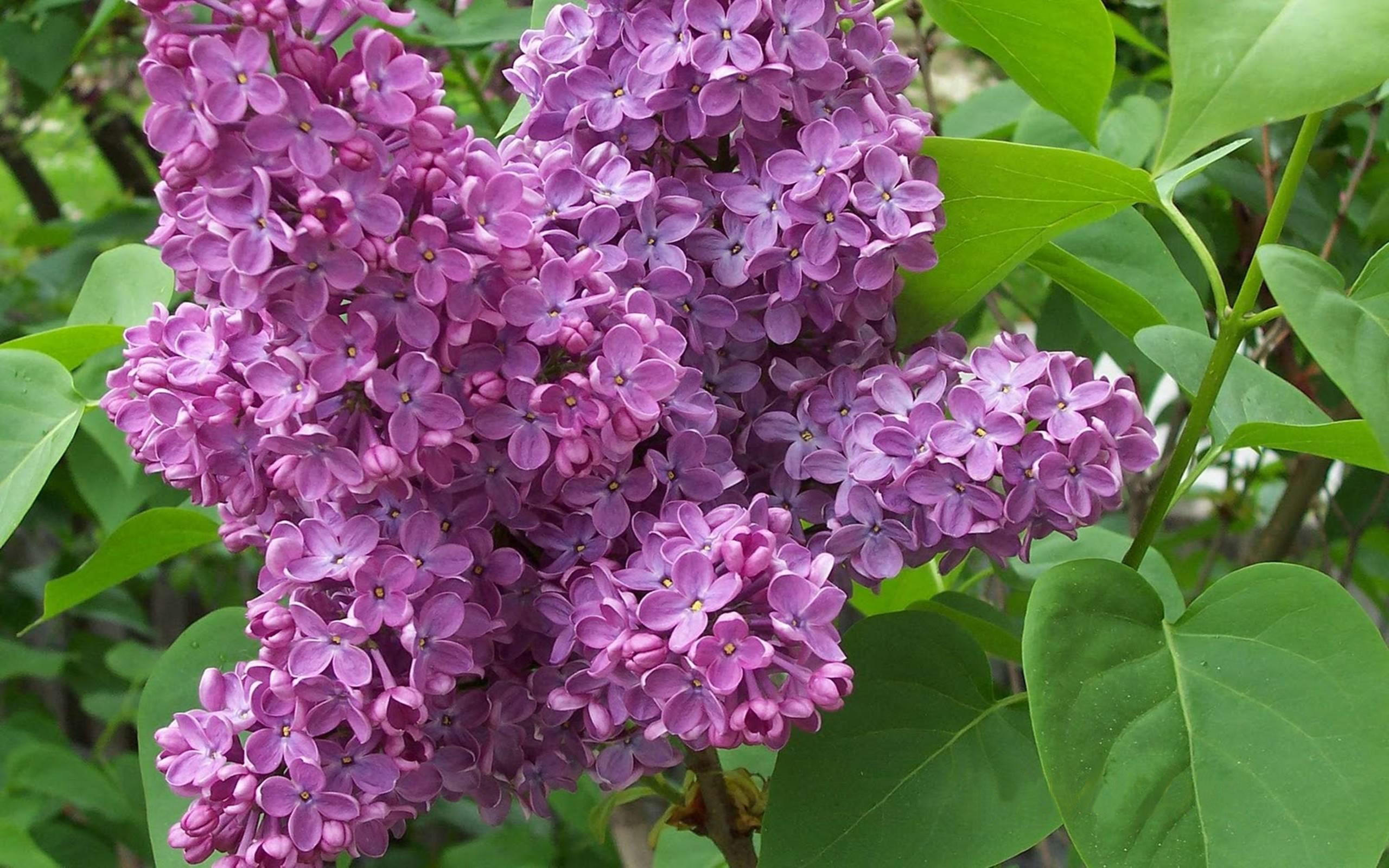 Lilac Picture