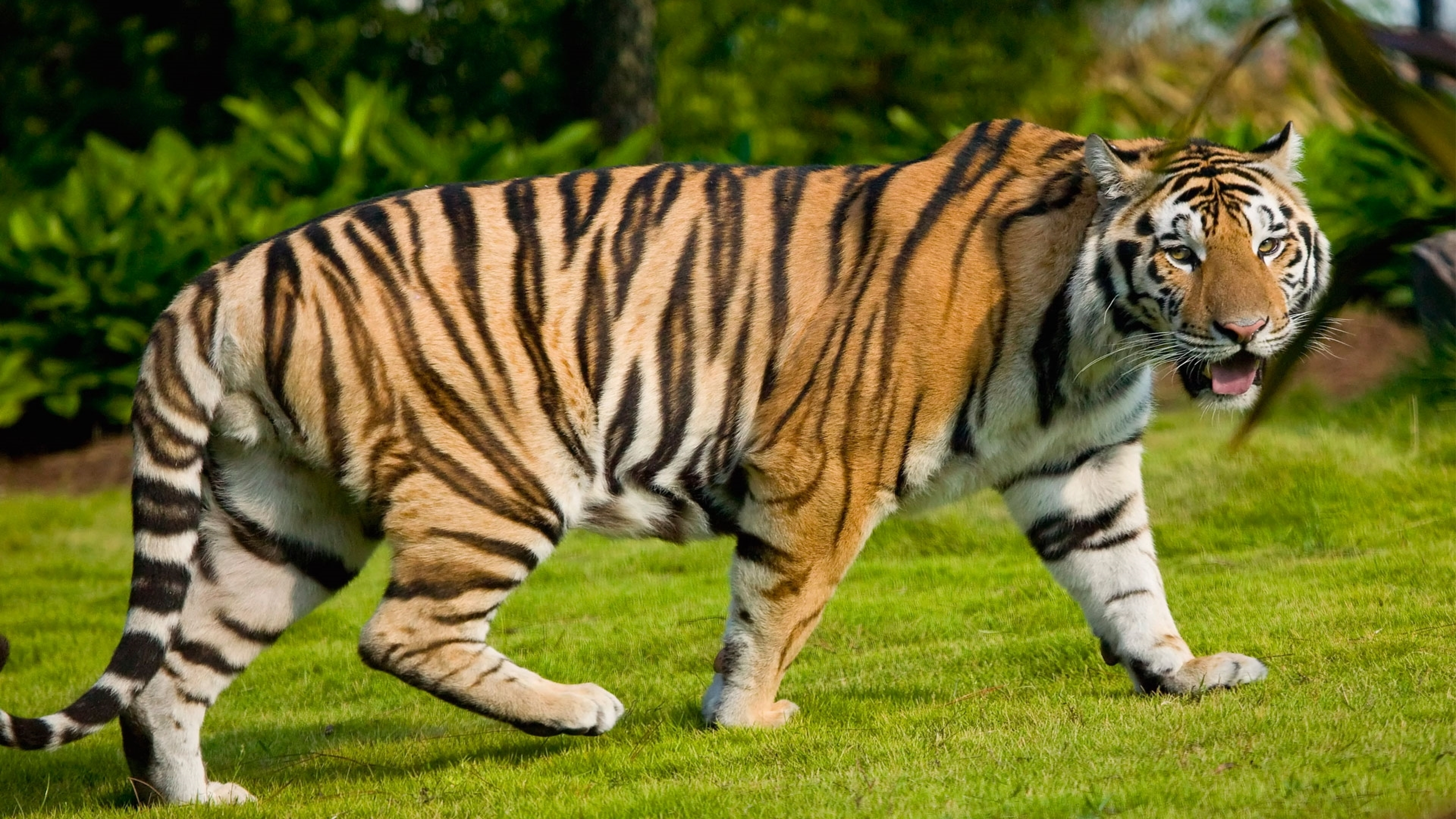 Картинки животных. Тайгер тигр. Тайгер бенгальский. Суматранский Амурский бенгальский тигр. Тайгер тигр в полный рост.