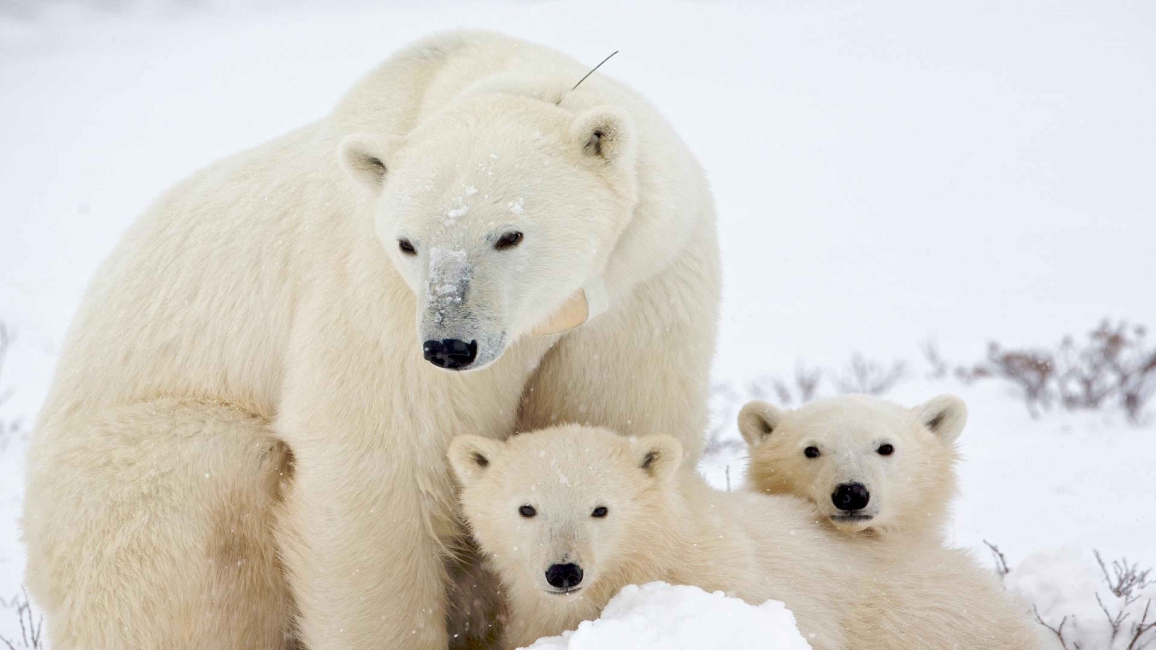 Сонник медвежонок. Белый медведь (лат. Ursus maritimus). Белый медведь с медвежатами. Медведица с медвежатами. Белые животные.