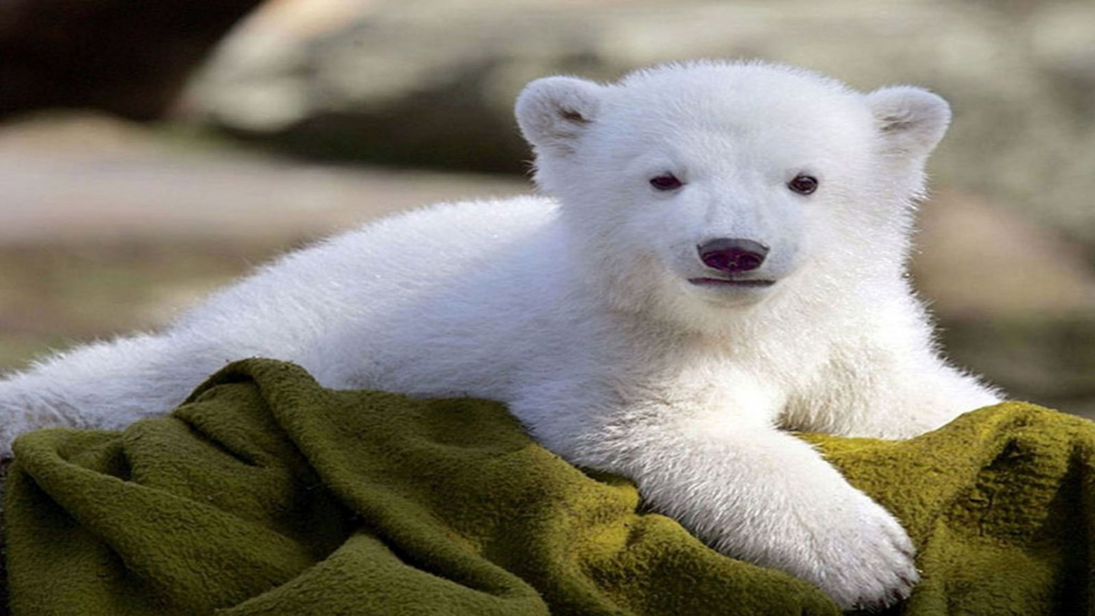 Маленький медведь. Медвежонок. Белый мишка. Маленький белый Медвежонок. Милый медведь.