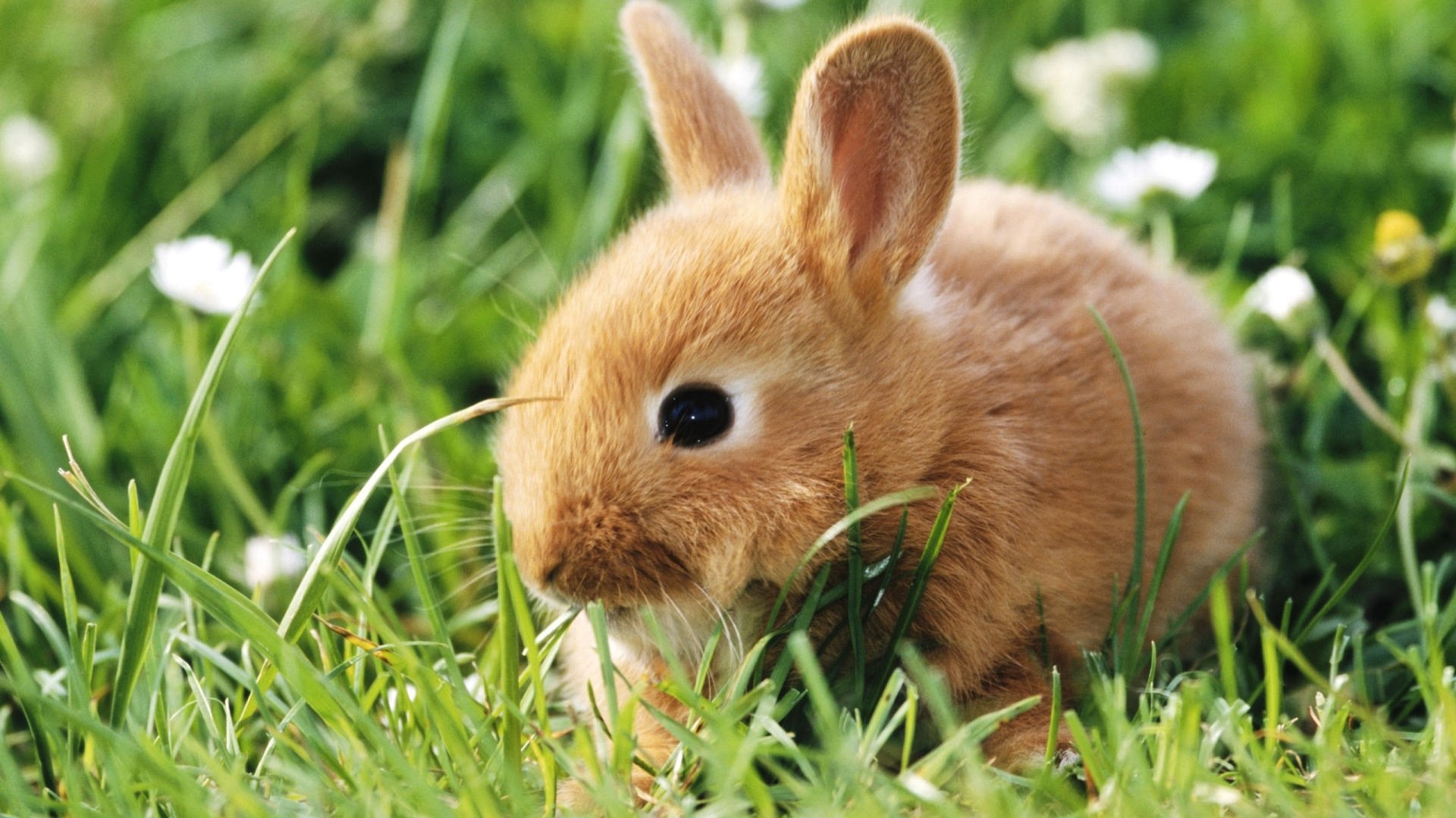  Baby Rabbit