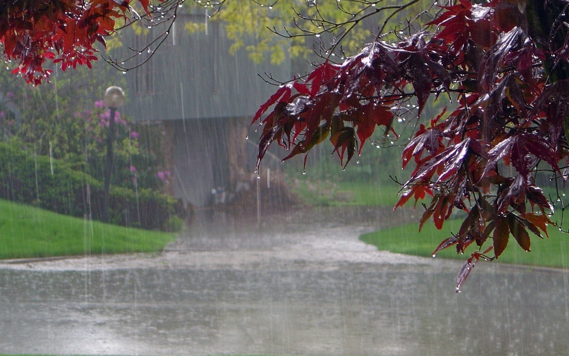 rain Image